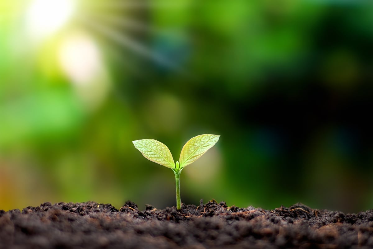 Sprout Growing from the Ground 